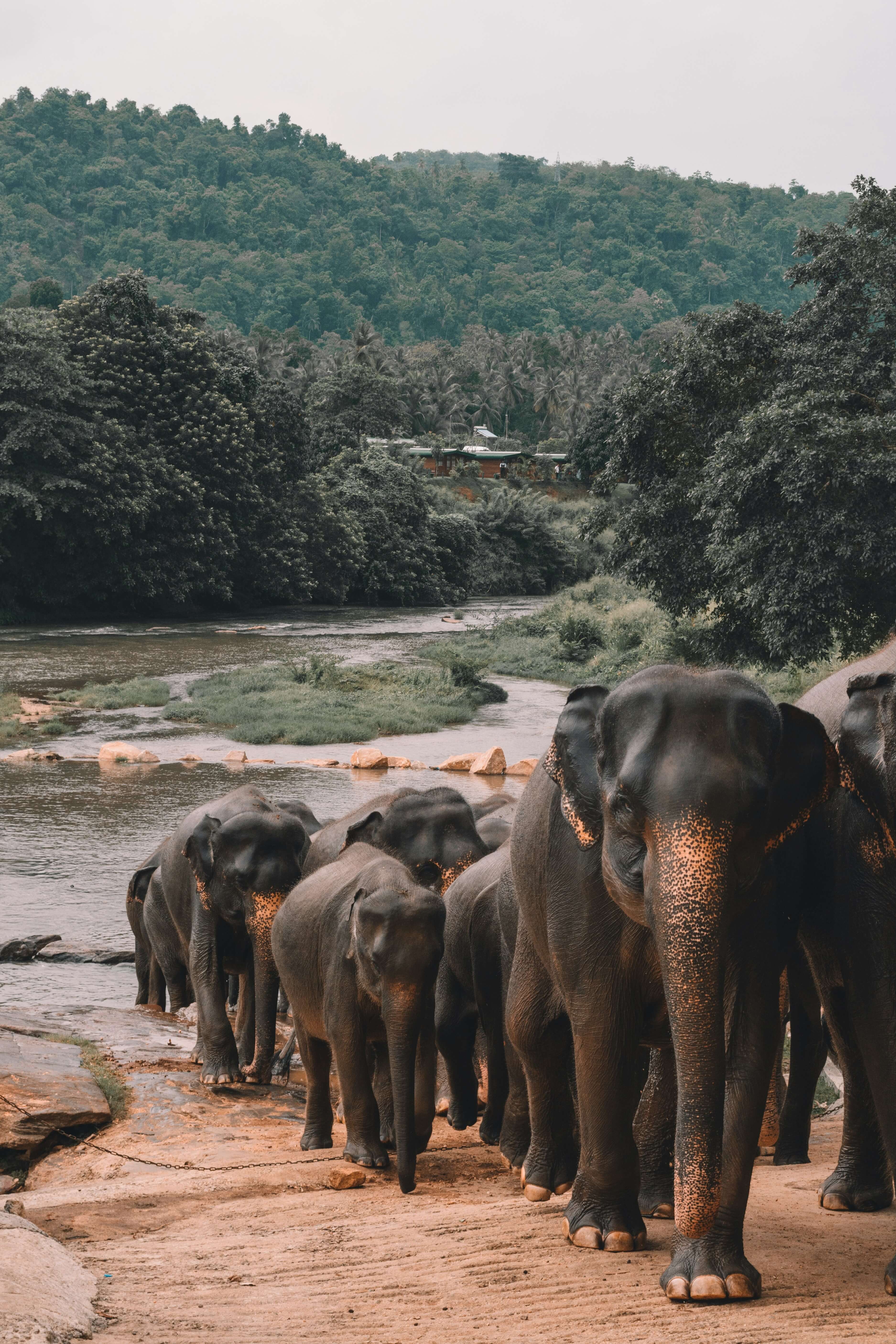 Wildlife Safari