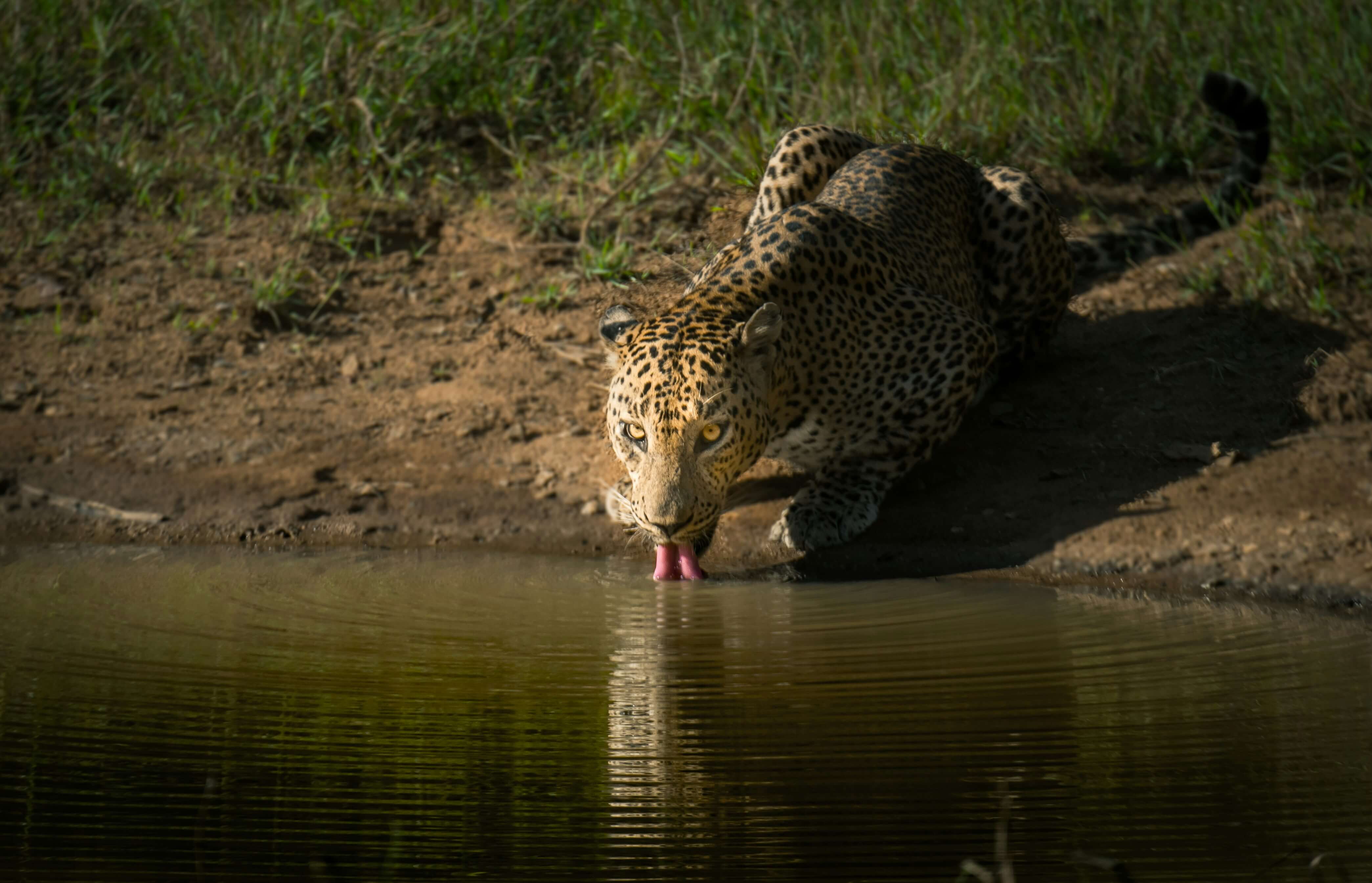 Sri Lanka Tourism